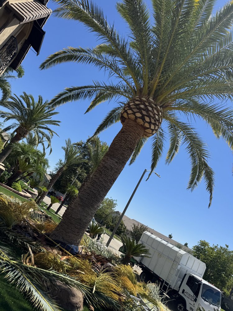 Tree trimming project by Juan's Gardening Service